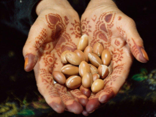 Arganfrüchte in Händen