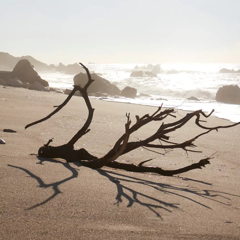 ASMI AYURVEDA Parfum Öl EARTH 10ml - Ast am Strand