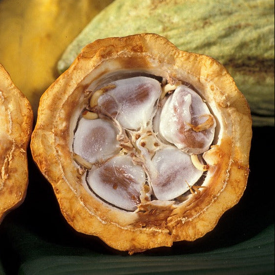 EARTH SENSE ORGANIC KAKAOBUTTER 200ml - Kakao Frucht aufgeschnitten