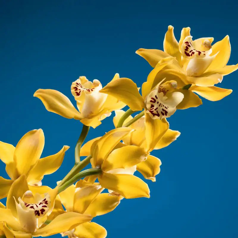 YLANG YLANG Blüte